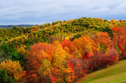 Vibrant autumn foliage covers rolling hills, showcasing shades of orange, red, and yellow under a cloudy sky.
