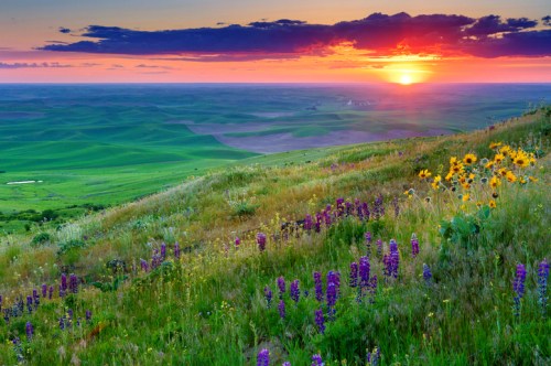 A vibrant sunset over rolling green hills, adorned with wildflowers in purple and yellow.