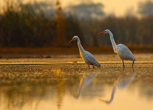 Two white egrets wade through shallow water at sunset, their reflections visible on the calm surface.