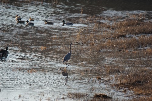 A heron wades through shallow water, surrounded by ducks in a marshy area.