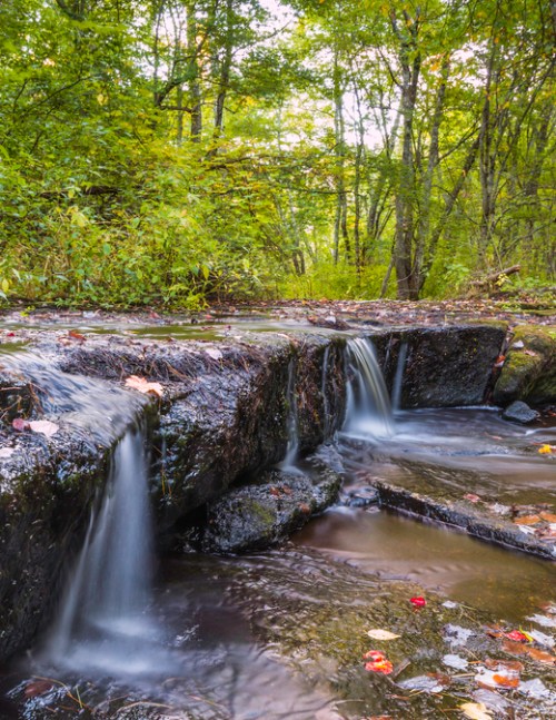 A serene forest scene featuring a small waterfall cascading over rocks, surrounded by lush greenery and autumn leaves.