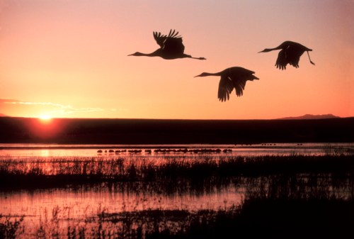 Three cranes fly over a tranquil lake at sunset, silhouetted against a vibrant orange and purple sky.
