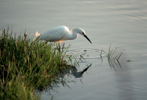 A white heron stands by the water's edge, poised to catch fish among the tall green grass.
