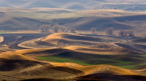 Rolling hills with layered patterns of green, brown, and gold under a soft, cloudy sky. Trees dot the landscape.