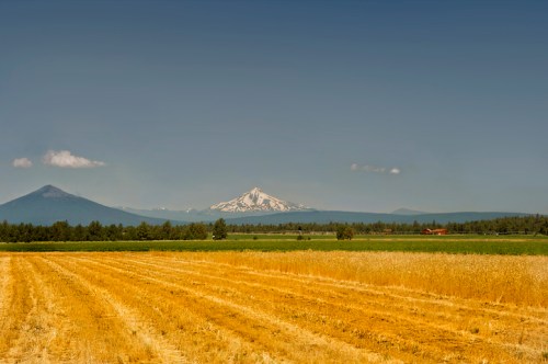 A golden field stretches towards distant mountains under a clear blue sky, with a snow-capped peak in the background.
