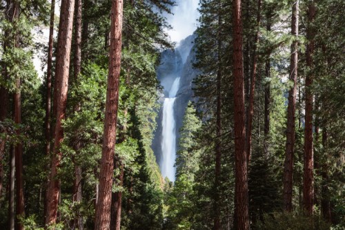 A waterfall cascades down through tall trees in a lush forest, creating a serene natural scene.