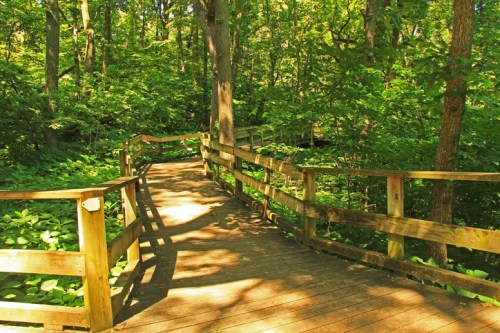 A wooden walkway winding through a lush green forest, surrounded by trees and sunlight filtering through the leaves.
