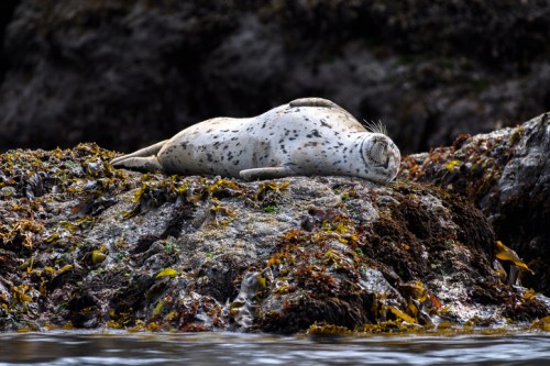 A spotted seal resting on a rocky shore covered in seaweed, with a blurred background of water and rocks.