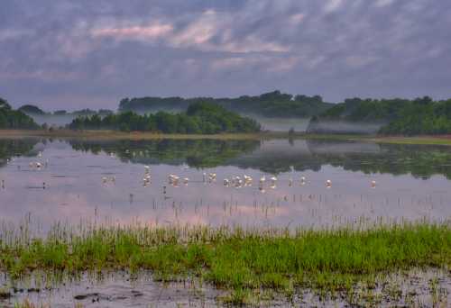 A serene wetland scene with mist, reflecting trees and a flock of white birds in the water.