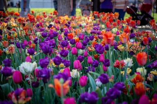 A vibrant field of tulips in various colors, including purple, orange, and pink, with people in the background.