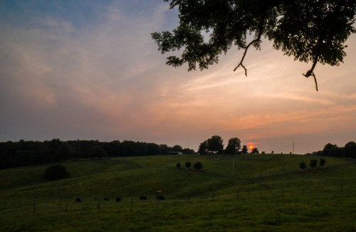A serene landscape at sunset, featuring rolling green hills and silhouetted trees, with cows grazing in the foreground.