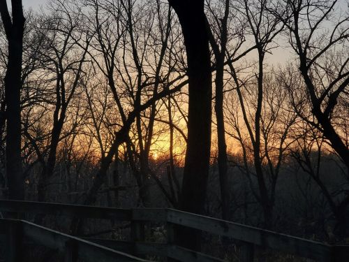 Silhouetted trees frame a sunset, casting warm hues against a twilight sky. A wooden path leads into the serene scene.