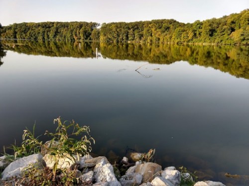 A calm lake reflecting trees and a clear sky, with rocks and grass in the foreground.
