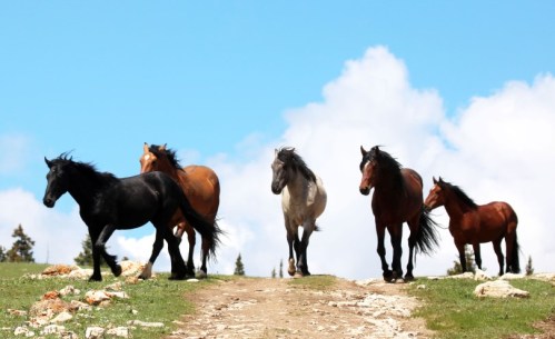 A group of five horses of various colors walking along a grassy path under a blue sky with fluffy clouds.