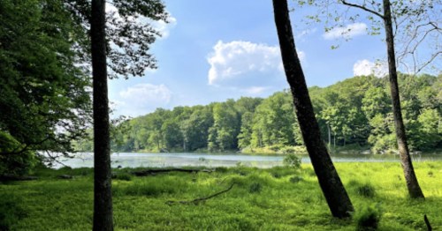 A serene lake surrounded by lush green trees and grass under a clear blue sky with fluffy white clouds.