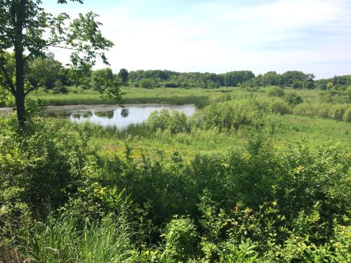 Lush green landscape with a calm pond surrounded by dense vegetation and trees under a clear blue sky.