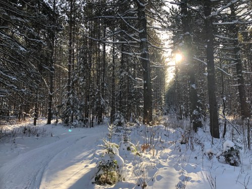 A snowy forest path with tall trees, sunlight filtering through the branches, creating a serene winter scene.