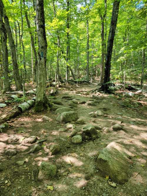 A forest path with scattered rocks, surrounded by tall trees and lush green foliage. Sunlight filters through the leaves.