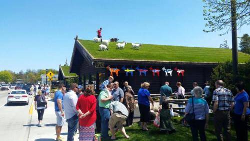 A crowd gathers outside a building with goats on the green roof, enjoying a sunny day.