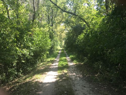 A narrow dirt path surrounded by lush green trees and foliage, leading into a serene, wooded area.