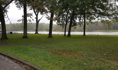 A serene lakeside view with trees lining the shore and a misty atmosphere, creating a peaceful natural setting.