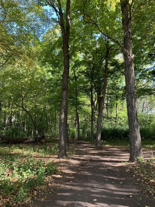 A serene forest path lined with tall trees and lush green foliage under bright sunlight.