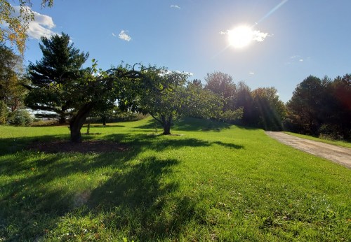 A sunny landscape featuring green grass, trees, and a clear blue sky with a few clouds.