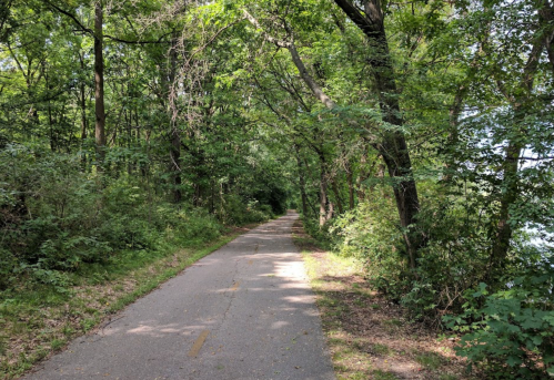 A serene, tree-lined path surrounded by lush greenery, inviting for walking or biking.