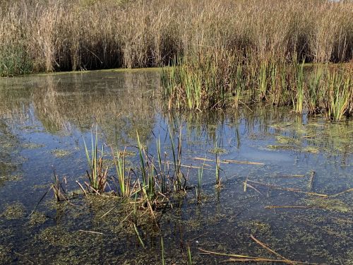 A serene wetland scene with tall grasses and reeds reflected in calm water, surrounded by lush greenery.