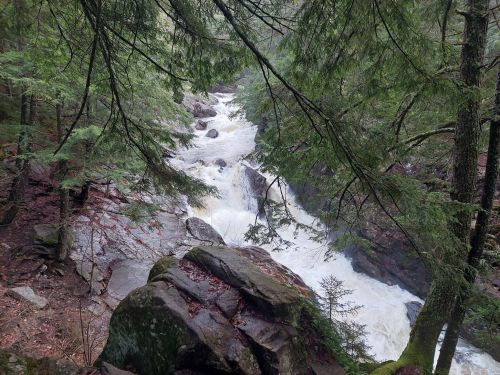 A rushing river flows through a forest, surrounded by lush green trees and rocky terrain.