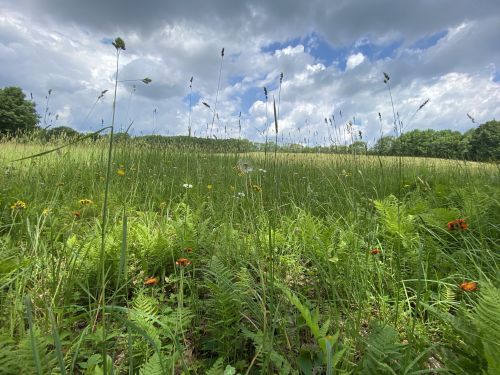 A lush green field with tall grasses and wildflowers under a cloudy sky.