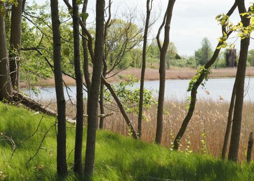 A serene landscape featuring trees and tall grasses by a calm water body, with a clear sky in the background.
