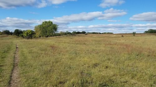 A wide, open field with tall grass, a dirt path, and scattered trees under a blue sky with fluffy clouds.