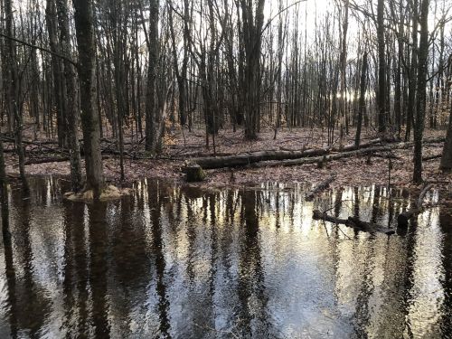 A tranquil forest scene with bare trees reflected in a calm, shallow pool of water on the forest floor.
