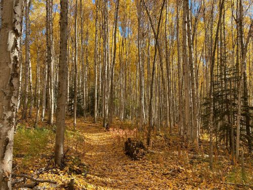 A serene forest path lined with tall trees, their leaves glowing in vibrant autumn yellow, with a carpet of fallen leaves.