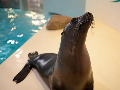A sea lion resting on a platform, looking up with a glistening coat and whiskers, near a pool of water.