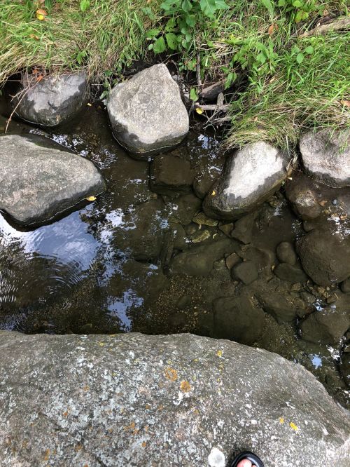 A shallow stream with smooth stones and grass along the banks, reflecting the surrounding greenery.