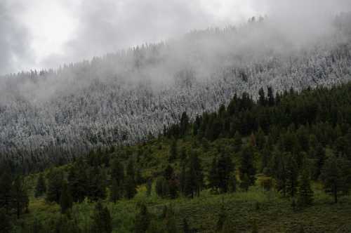 A misty forest with snow-dusted trees on a mountain slope, surrounded by lush greenery.