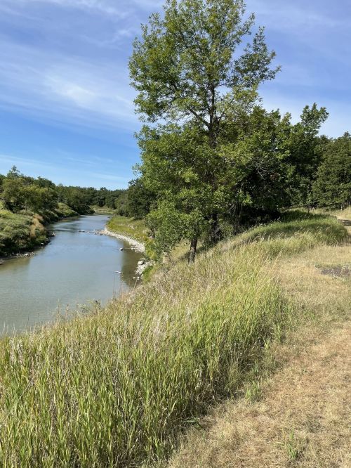 A serene riverbank scene with a tree and lush green grass under a clear blue sky.