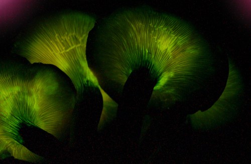Glowing green mushrooms with intricate gills, set against a dark background.