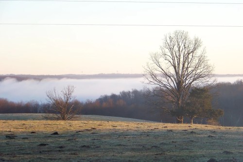 A serene landscape with a foggy horizon, featuring bare trees and a grassy field at dawn.