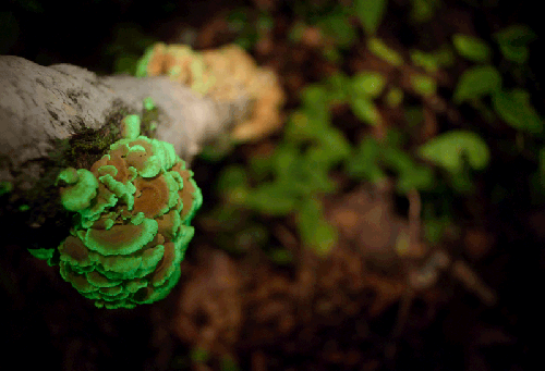 A close-up of vibrant green and orange mushrooms growing on a tree branch in a lush forest setting.