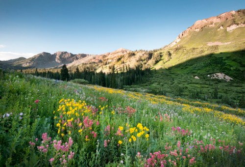 A vibrant meadow filled with colorful wildflowers, surrounded by mountains and lush greenery under a clear blue sky.