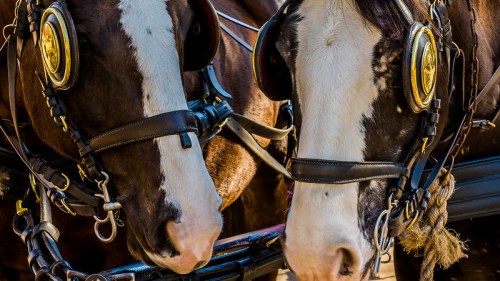Close-up of two horses wearing harnesses, showcasing their distinctive markings and equipment.