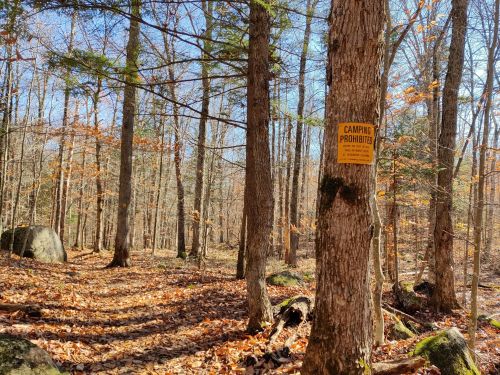 A forest path with autumn leaves and a sign on a tree that reads "Camping Prohibited."