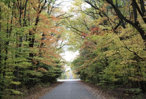 A serene road lined with trees displaying vibrant autumn foliage in shades of green, yellow, and orange.