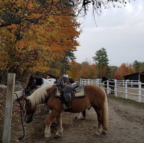 Two horses are tied near a path lined with colorful autumn trees, with a barn visible in the background.