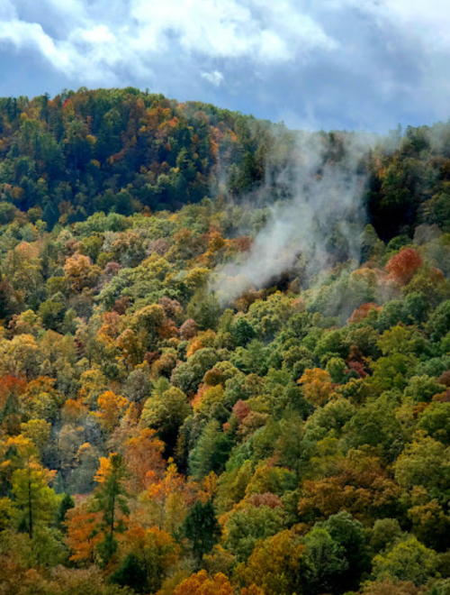 A vibrant forest in autumn, with colorful foliage and mist rising among the trees under a cloudy sky.