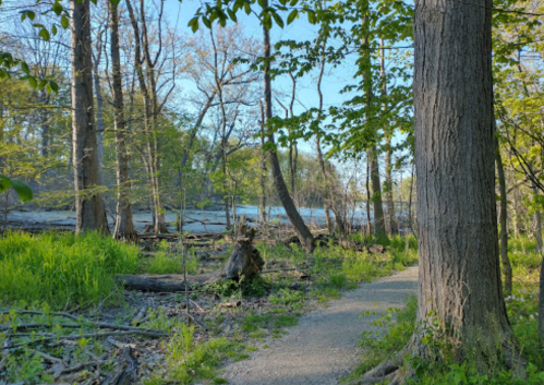 A serene forest path lined with trees, leading to a calm body of water in the distance. Bright greenery surrounds the trail.