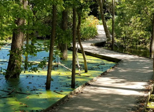 A wooden walkway through a lush green area with trees and a pond covered in green algae.